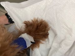 -畜牧兽医站(共江路店)