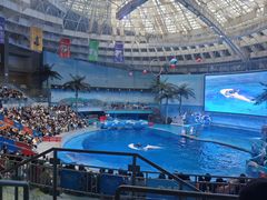-海合安成都极地海洋公园
