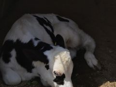 -君乐宝优致牧场