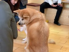 -喜柴咖啡·柴犬狗咖
