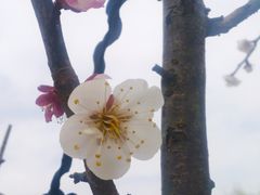 -香雪海