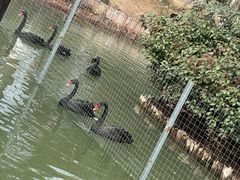 -东台西溪天仙缘景区