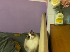 -爱诺耐芙动物医院(万博店)