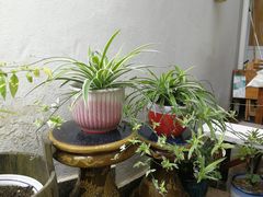-美味之家·湖景农家乐(太湖东山店)