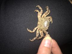 -普陀山慧济禅寺