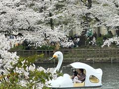 -井之头恩赐公园