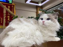 -1013 PET SHOP精品宠物商店(丁香店)