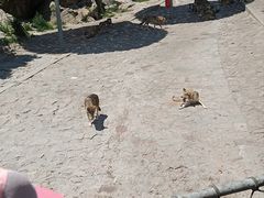 -西霞口神雕山野生动物世界
