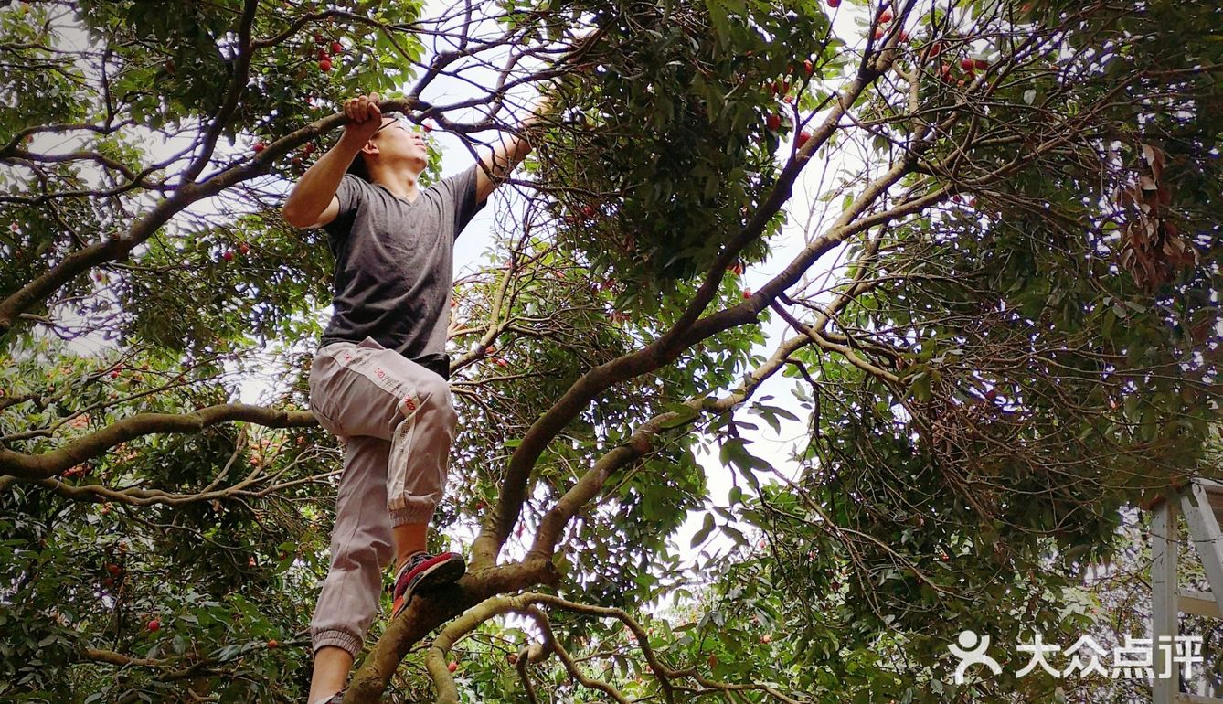 摘荔枝,摘出亚当偷禁果的感觉