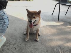 -柴犬高等学院·狗咖·柴犬售卖·宠物训练