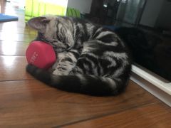 -喵zoo家庭繁育猫舍(尖东智能花园店)