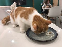 -飞行喵MR PILOT|猫舍·猫咖(静安大融城店)