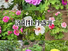 -洛阳市隋唐城遗址植物园