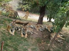 -深圳野生动物园