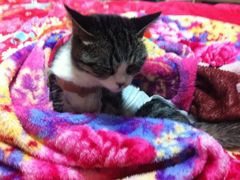 2-纳吉亚猫专科动物诊疗中心(蒋宅口分院)