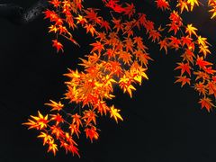 -杭州植物园