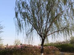 -滨河世纪广场公园