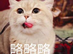 -一只酸奶牛(来福士店)