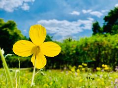 -永定河休闲森林公园