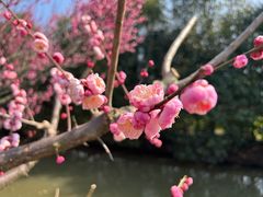-花开海上生态园