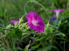 -野鸭湖国家湿地公园