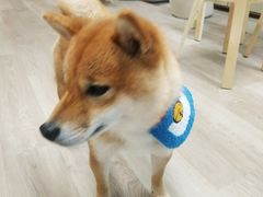 -柴迷FANS CLUB·柴犬狗咖·猫咖