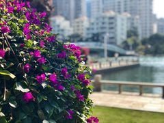 景色-白鹭洲公园