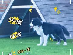 -北京京卫宠物寄养训练中心