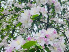 -海棠花溪(元大都城垣遗址公园)