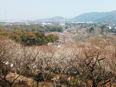 -香雪海