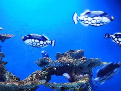 -海合安武汉极地海洋公园