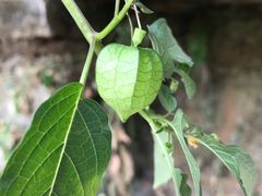 -三门江国家森林公园