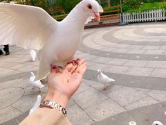 -南宫五洲植物乐园