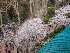 -武汉大学-樱园