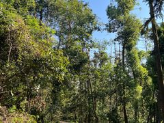 -青龙山国家森林公园