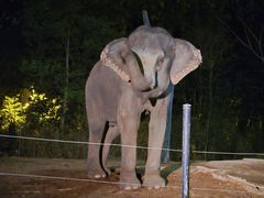 -清迈夜间动物园