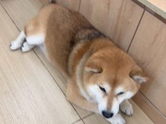 -是阿柴呀！柴犬咖啡·爱喵喵猫咖