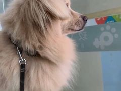 -玖佳宠物医院·泌尿·骨科·中老年病