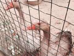 -意大利农场度假村