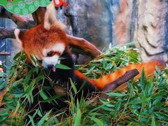 -常州淹城野生动物世界