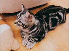 -猫咪派对(江南西店)