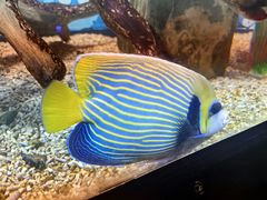-烟台海昌鲸鲨海洋公园