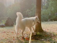 -翊宠yipet猫狗购宠庄园犬舍•猫舍