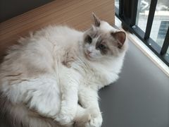 -喵园·猫主题咖啡厅·撸猫·猫咖(国贸店)