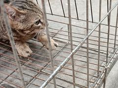 -萌兽医馆·犬猫专科·眼科中心·宠物医院(朝阳门分院)