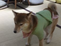 -逗柴咖啡屋·狗咖猫咖宠物桌游