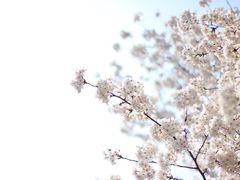 -武汉大学-樱园