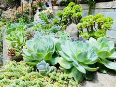 -寂照庵