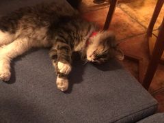 -Sirena海妖日咖夜酒