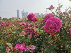 -长广溪湿地公园